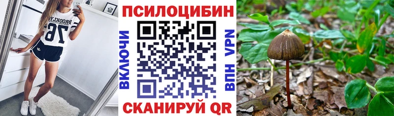 где можно купить наркотик  Пролетарск  Галлюциногенные грибы Psilocybine cubensis 